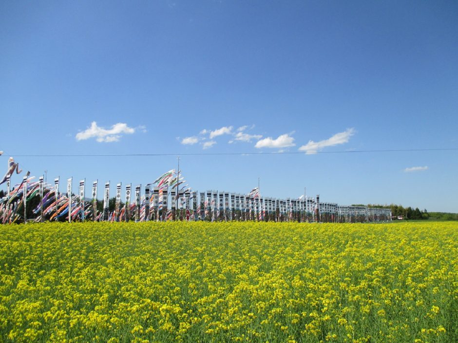 大谷の菜の花畑 とちぎの農村めぐり特集 栃木県農政部農村振興課