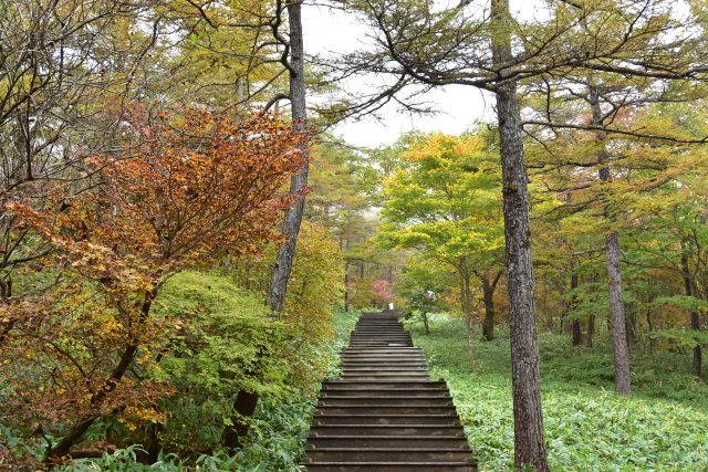 黄色 橙 赤と秋色に彩られた 日光市霧降高原キスゲ平園地 の紅葉を満喫 とちぎの農村めぐり特集 栃木県農政部農村振興課