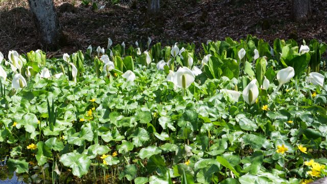 山野草の可憐な姿に気分もリフレッシュ 上三依水生植物園 へ とちぎの農村めぐり特集 栃木県農政部農村振興課