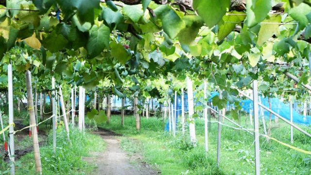 観光農園特集 15種類のぶどうを栽培する 盤峰園 で巨峰狩りを体験 とちぎの農村めぐり特集 栃木県農政部農村振興課