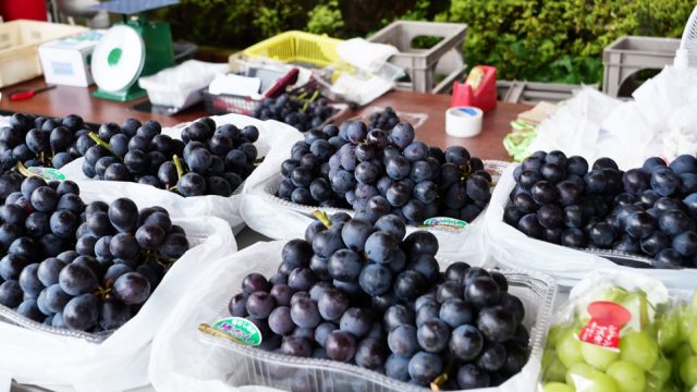 観光農園特集 県内有数のぶどうの産地岩舟町へ いわふねフルーツパーク で絶品巨峰を味わおう とちぎの農村めぐり特集 栃木県農政部農村振興課