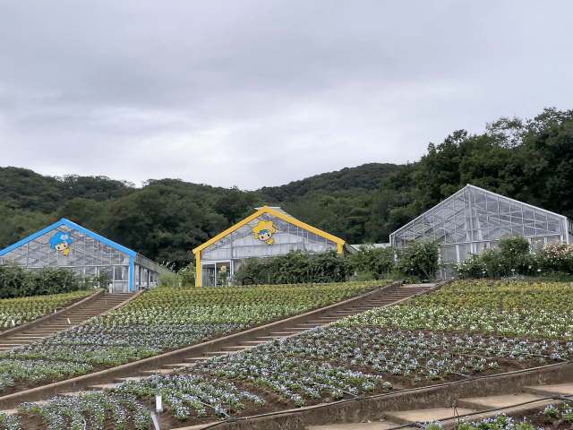 秋バラが見頃 とちぎ花センター で安らぎの時間 とちぎの農村めぐり特集 栃木県農政部農村振興課