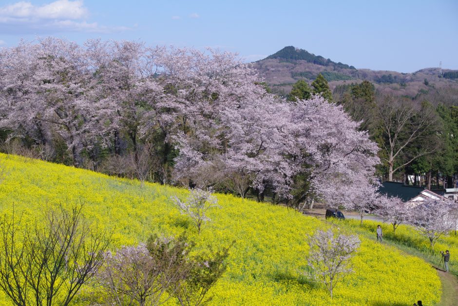 小宅古墳群の菜の花 桜 とちぎの農村めぐり特集 栃木県農政部農村振興課