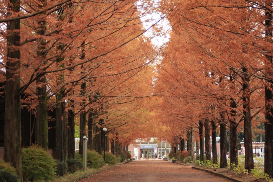 ホフマン館のメタセコイア並木道 とちぎの農村めぐり特集 栃木県農政部農村振興課