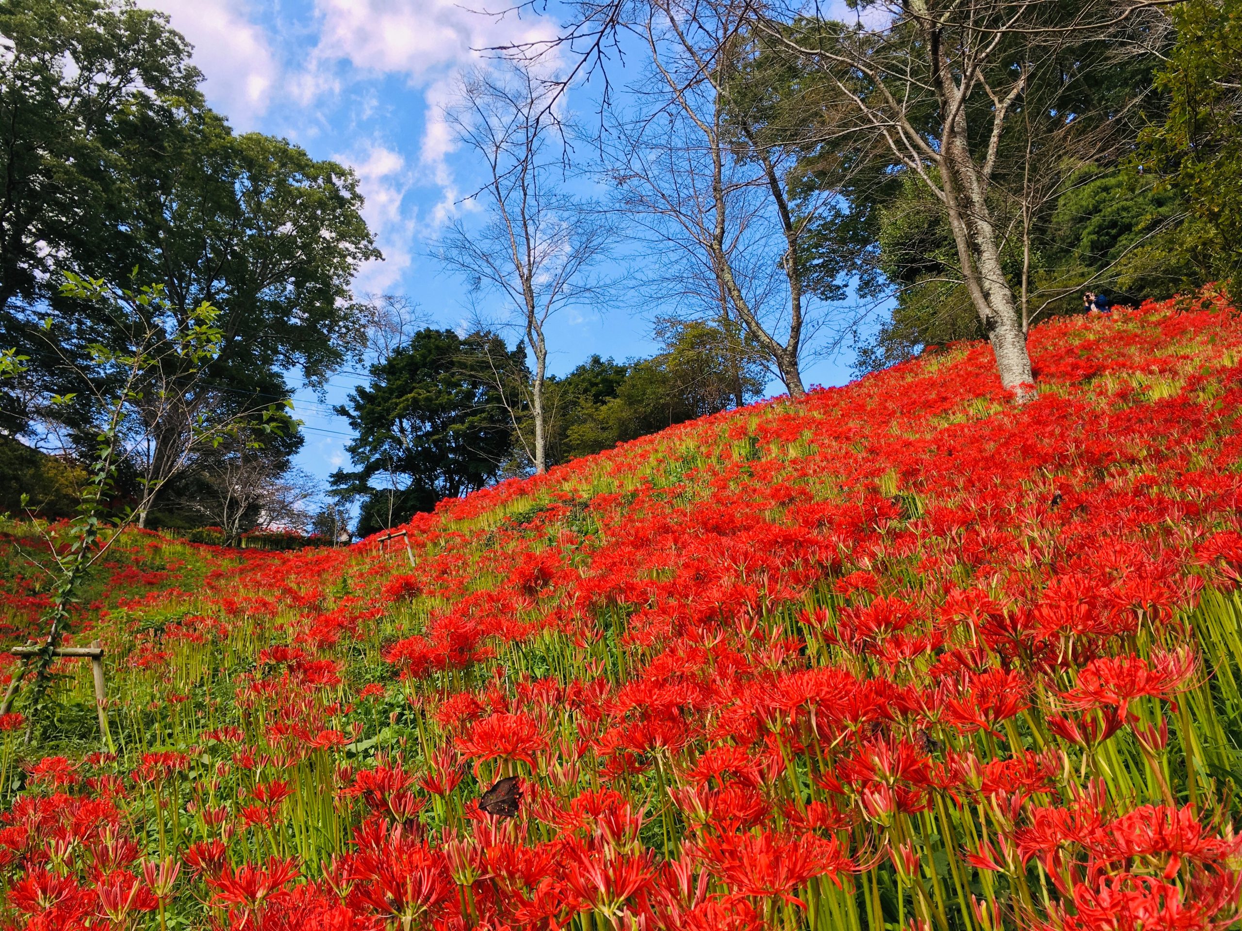 城山公園の彼岸花 とちぎの農村めぐり特集 栃木県農政部農村振興課