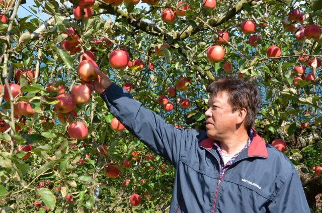 観光農園特集 樹上完熟のりんご狩り 自動販売機で買える 完熟りんごジュース が人気の 印南りんご園 とちぎの農村めぐり特集 栃木県農政部農村振興課