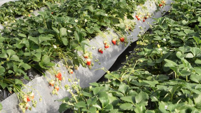 観光農園特集 完熟いちごとカラフルなお花がいっぱい 日光市小佐越にある 花と緑の楽園 花いちもんめ へ とちぎの農村めぐり特集 栃木県農政部農村振興課