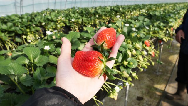 観光農園特集 完熟いちごとカラフルなお花がいっぱい 日光市小佐越にある 花と緑の楽園 花いちもんめ へ とちぎの農村めぐり特集 栃木県農政部農村振興課