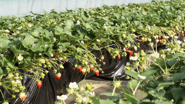 観光農園特集 完熟いちごとカラフルなお花がいっぱい 日光市小佐越にある 花と緑の楽園 花いちもんめ へ とちぎの農村めぐり特集 栃木県農政部農村振興課