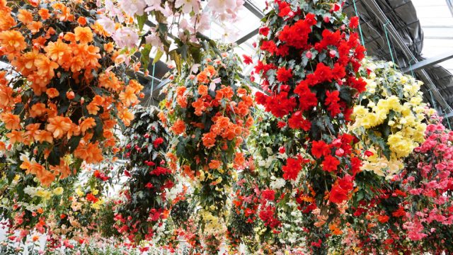 観光農園特集 完熟いちごとカラフルなお花がいっぱい 日光市小佐越にある 花と緑の楽園 花いちもんめ へ とちぎの農村めぐり特集 栃木県農政部農村振興課