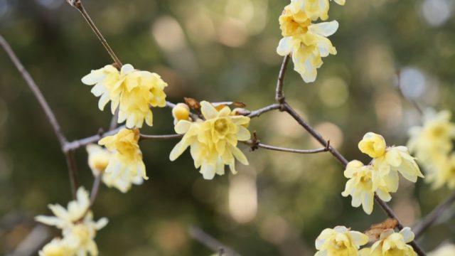 花の色合いや形 香りもさまざま豊かな自然の中で約5000本の蝋梅を鑑賞できる 蝋梅の里 へ とちぎの農村めぐり特集 栃木県農政部農村振興課