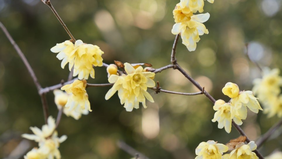 花の色合いや形、香りもさまざま豊かな自然の中で約5000本の蝋梅を鑑賞