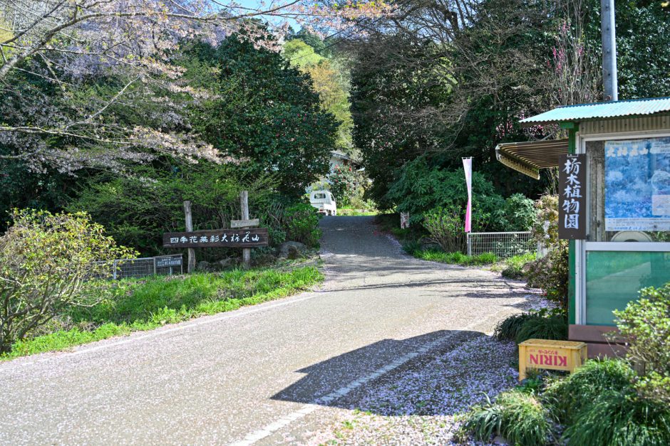 里山に広がる花の楽園「大柿花山」で桃の花が満開！珍しい黄花カタクリも間もなく見頃を迎えます！ | とちぎの農村めぐり特集 | 栃木県農政部農村振興課