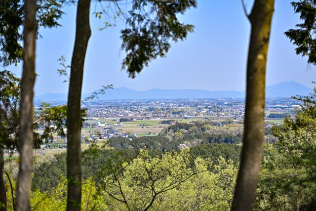 里山に広がる花の楽園「大柿花山」で桃の花が満開！珍しい黄花カタクリも間もなく見頃を迎えます！ | とちぎの農村めぐり特集 | 栃木県農政部農村振興課