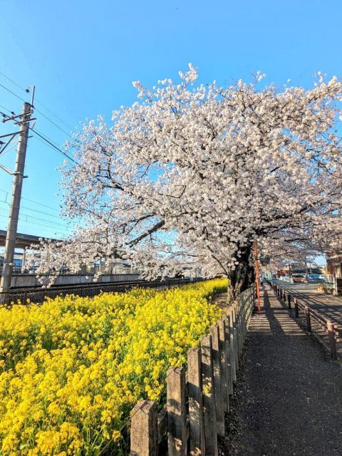 国谷駅の桜・菜の花