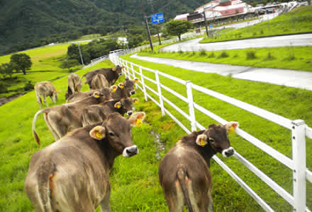 日光霧降高原 大笹牧場